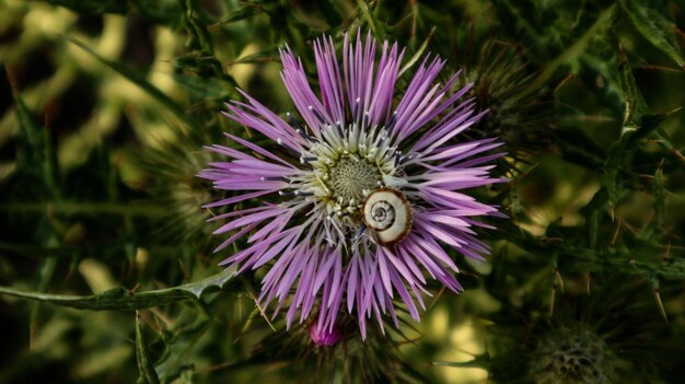 Photo close-up of purple flowering plant