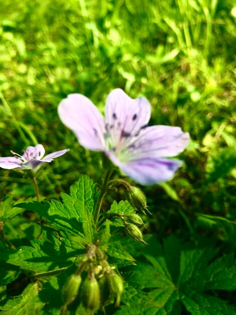 Close-up of purple flowering plant