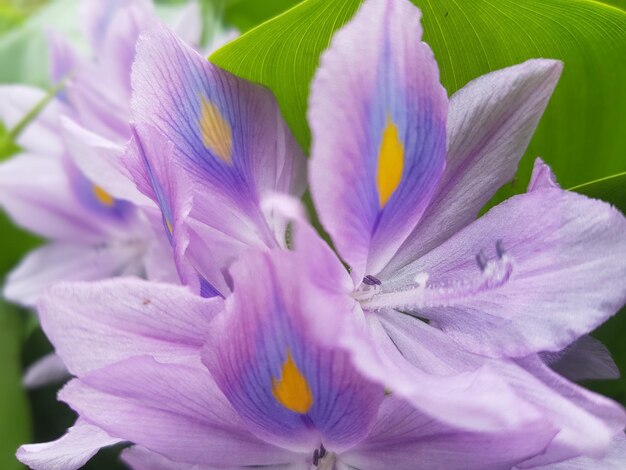 Photo close-up of purple flowering plant