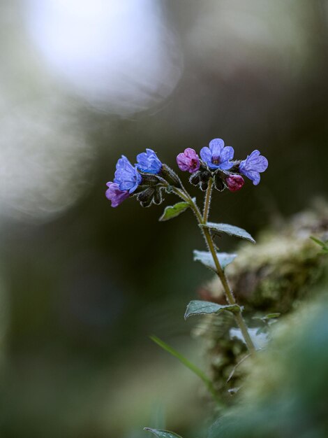 Close-up of purple flowering plant