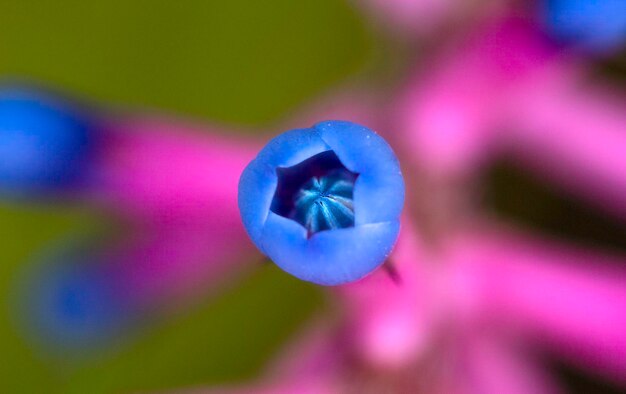 Close-up of purple flowering plant