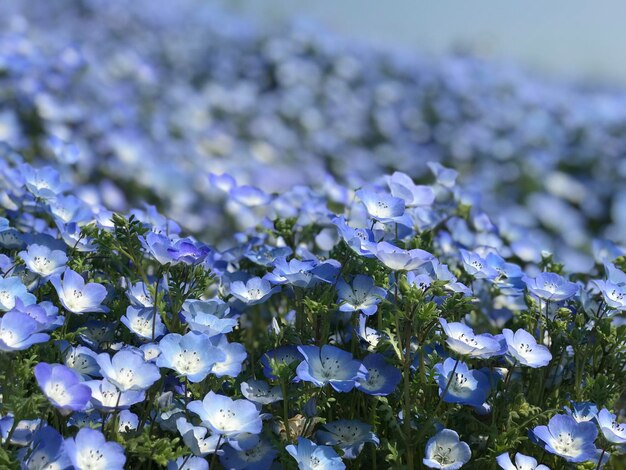 Photo close-up of purple flowering plant