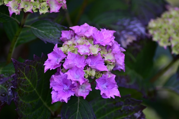 Photo close-up of purple flowering plant