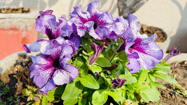 Close-up of purple flowering plant