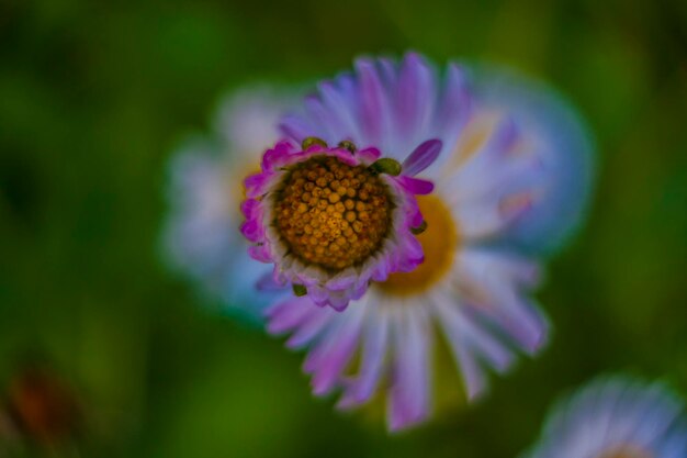 Close-up of purple flowering plant