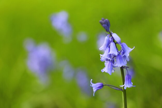 Foto prossimo piano di una pianta a fiori viola