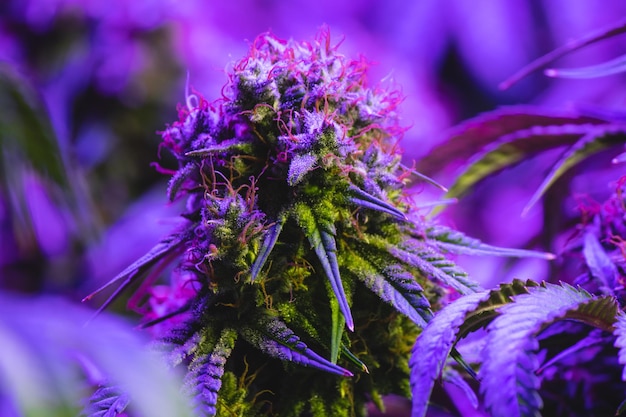 Крупный план фиолетового цветущего растения