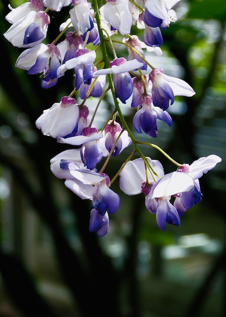 Foto prossimo piano di una pianta a fiori viola