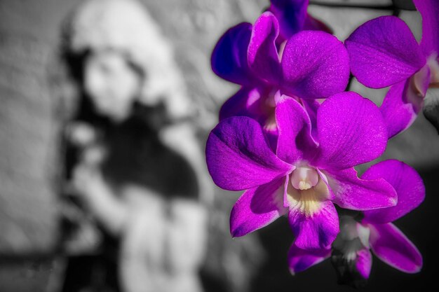 Photo close-up of purple flowering plant