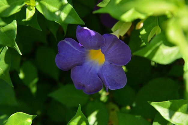 Close-up of purple flowering plant