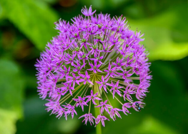 Close-up of purple flowering plant