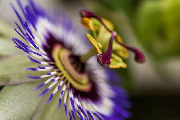 Photo close-up of purple flowering plant