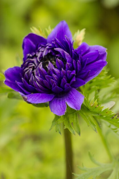 Foto prossimo piano di una pianta a fiori viola