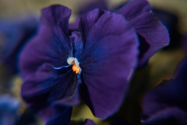 Foto prossimo piano di una pianta a fiori viola