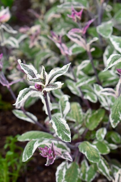 Photo close-up of purple flowering plant