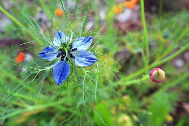 Photo close-up of purple flowering plant