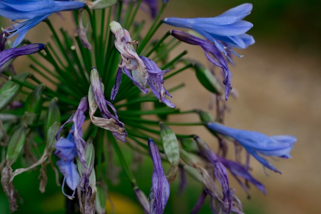 Foto prossimo piano di una pianta a fiori viola