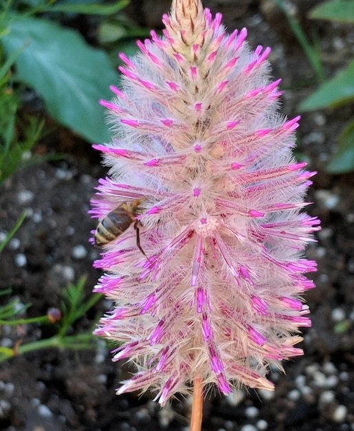 Close-up of purple flowering plant