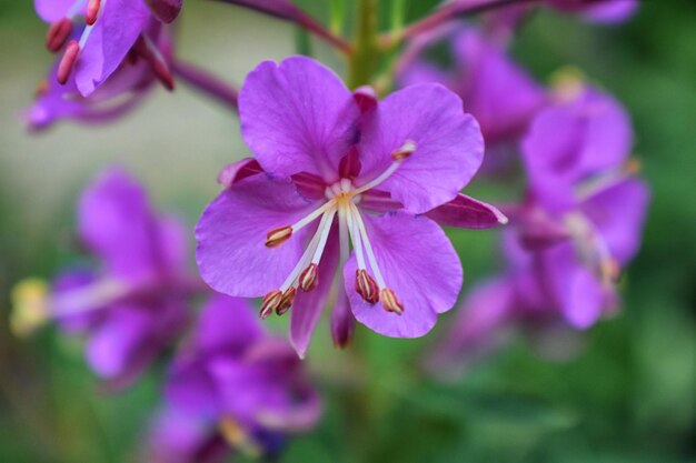 Close-up of purple flowering plant