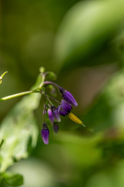 Close-up of purple flowering plant