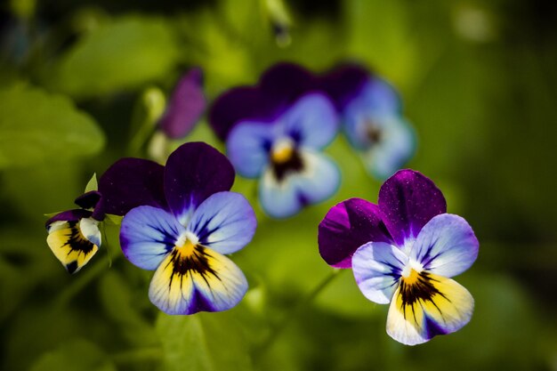 Foto prossimo piano di una pianta a fiori viola