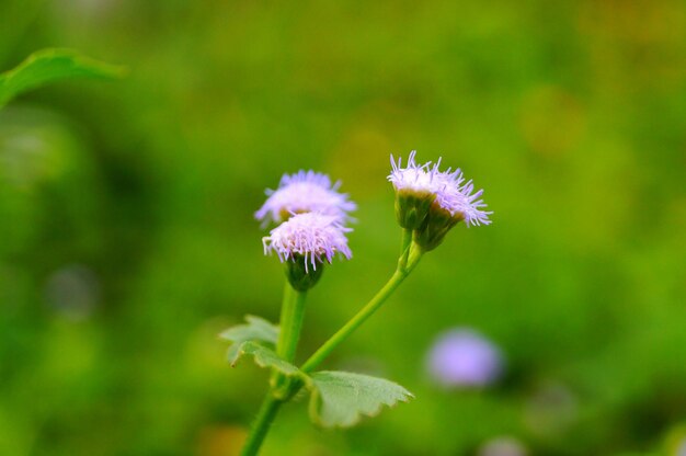 Close-up of purple flowering plant