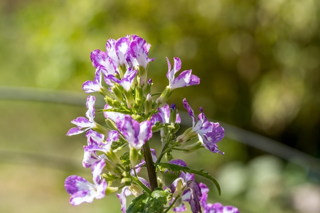 Foto prossimo piano di una pianta a fiori viola