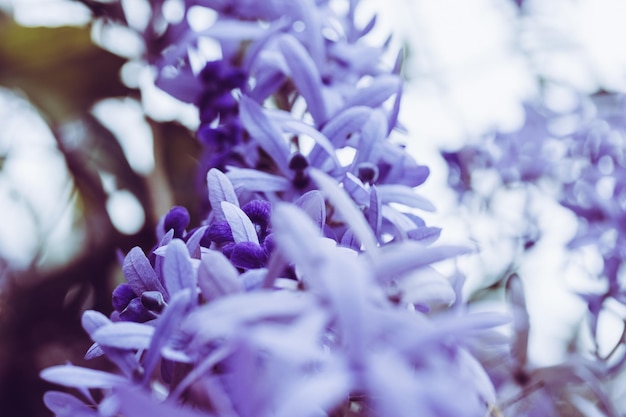 Foto prossimo piano di una pianta a fiori viola