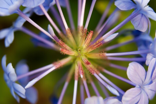 Foto prossimo piano di una pianta a fiori viola