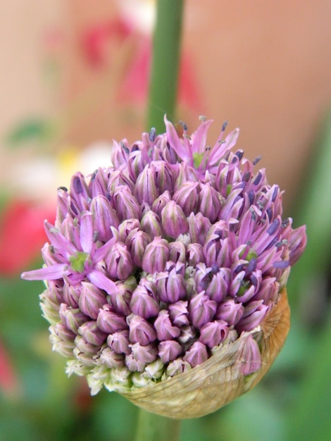 Photo close-up of purple flowering plant