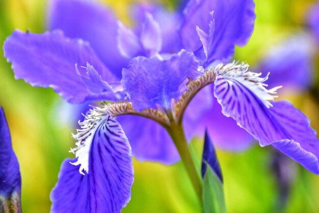 Close-up of purple flowering plant