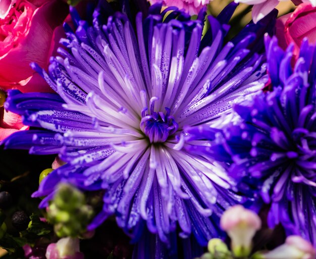 Close-up of purple flowering plant