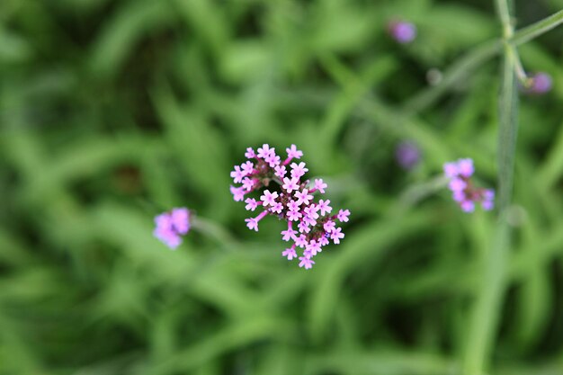 Close-up of purple flowering plant