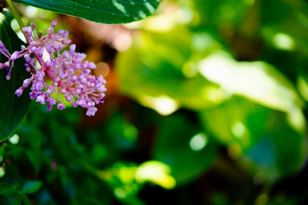 Foto prossimo piano di una pianta a fiori viola