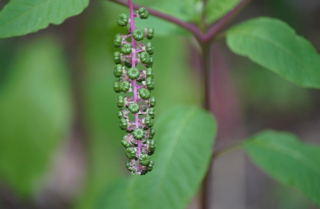 Close-up of purple flowering plant