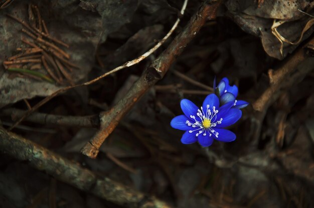 Photo close-up of purple flowering plant