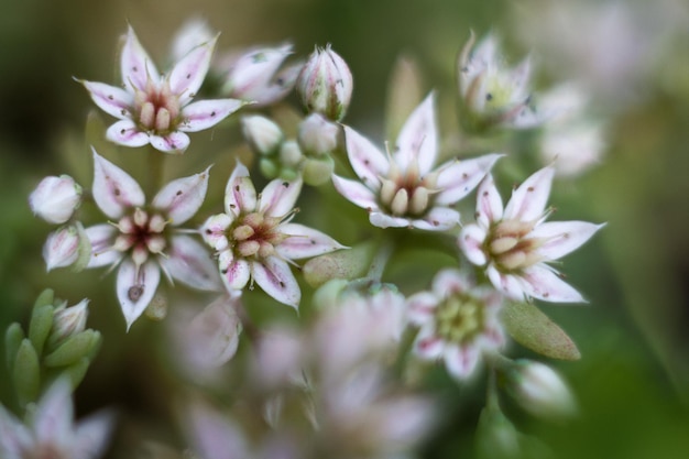 Photo close-up of purple flowering plant