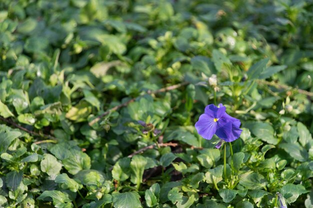 Close-up of purple flowering plant