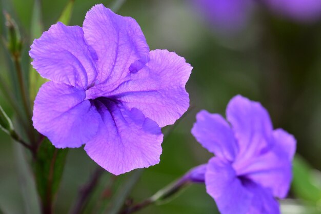 Foto prossimo piano di una pianta a fiori viola