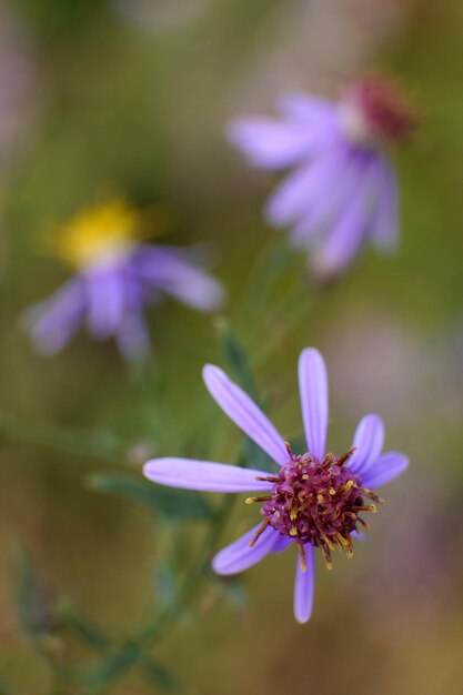 Close-up of purple flowering plant