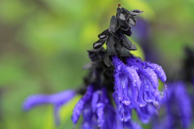 Photo close-up of purple flowering plant