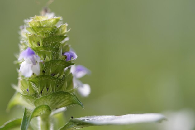 Close-up of purple flowering plant