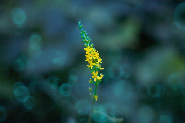 Close-up of purple flowering plant