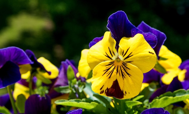 Foto prossimo piano di una pianta a fiori viola