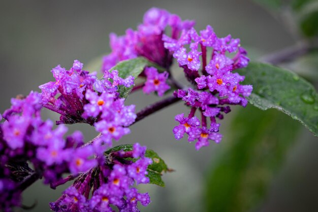 Close-up of purple flowering plant