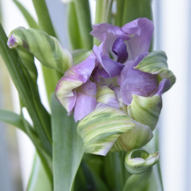 Close-up of purple flowering plant