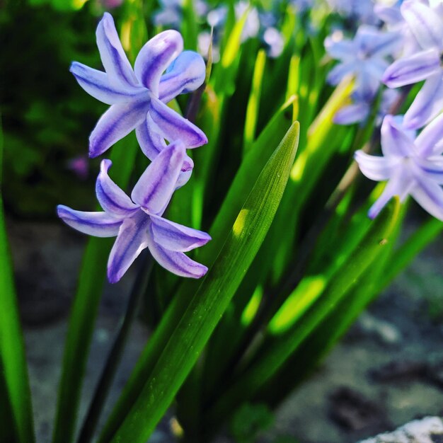 Photo close-up of purple flowering plant