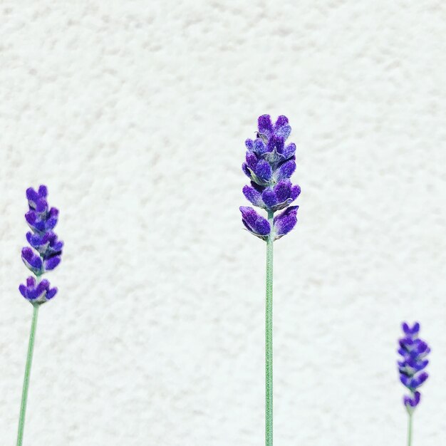 Foto prossimo piano di una pianta a fiori viola