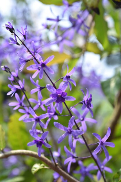 紫色の花の植物のクローズアップ