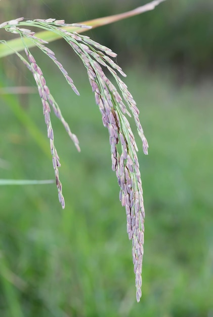 Close-up of purple flowering plant